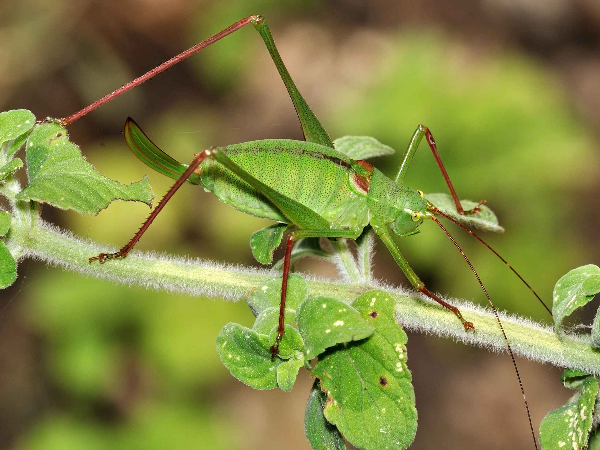 Leptophyes laticauda: prima segnalazione per il Lazio